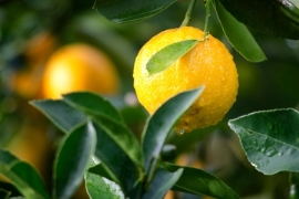 Gardena: Regnerischer Sommer vermiest den Umsatz