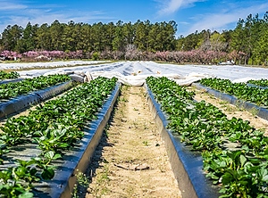 Agrarfolien bis zum Horizont: Auch auf Erdbeerfeldern gibt es viel zu recyclen (Foto: Pexels, Mark Stebnicki)