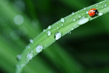 Bislang kein Glück mit dem Wetter: Der viele Regen hat Gardena die Halbjahreszahlen durchweicht (Foto: Pexels, Pixabay)