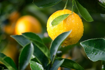 Natürliche Bewässerung im Sommer: Regnerischer August machte das Gießen oft obsolet (Foto: Pexels, Ryan Baker)