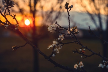 Hoffnungsknospen im Winter: Die Stimmung in der Kunststoffindustrie hellt sich leicht auf (Foto: Pexels, Irina Iriser)